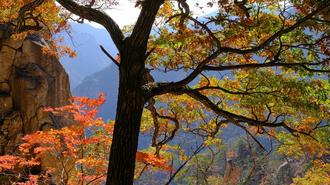 Autumn trees with orange and yellow leaves above a mountain valley